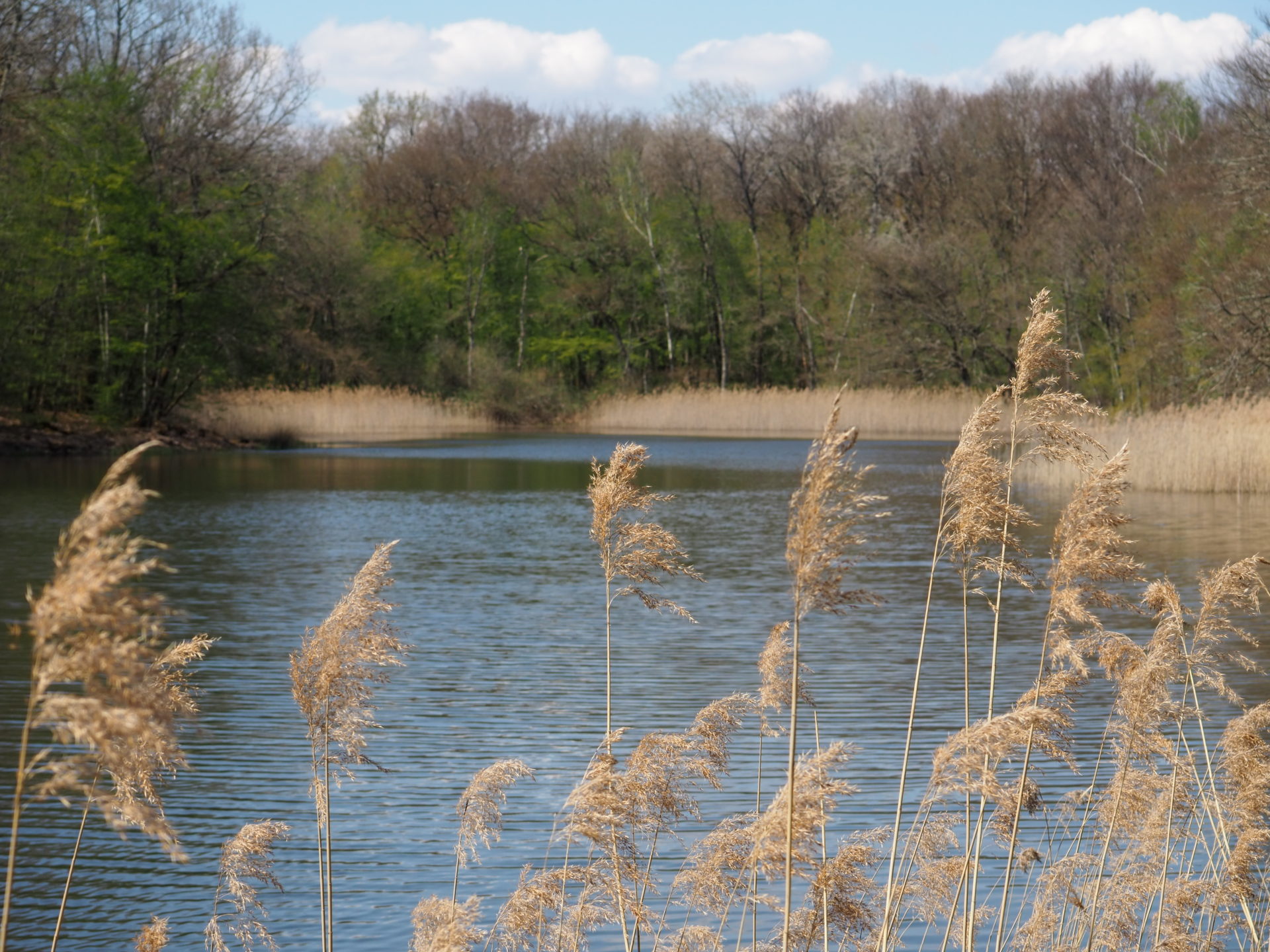 Nature 2000, Bresse ponds, Jura