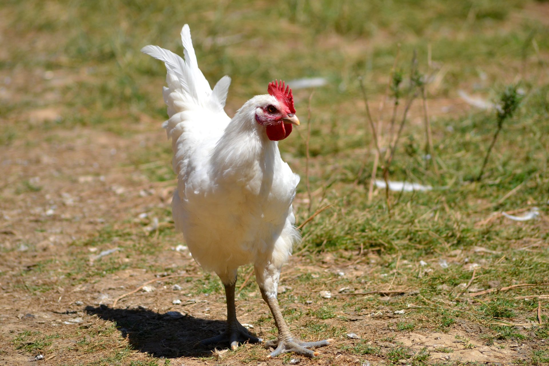 Poulet de Bresse