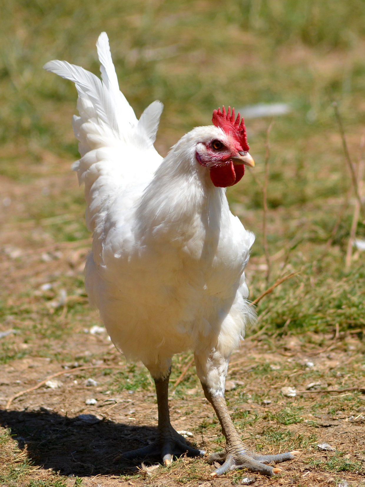 Poulet de Bresse