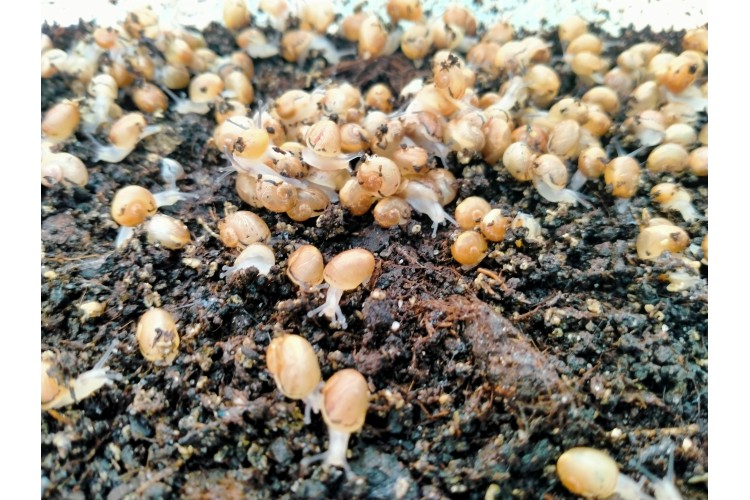 des escargots